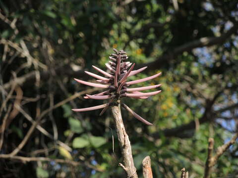 Image of Erythrina lanata Rose