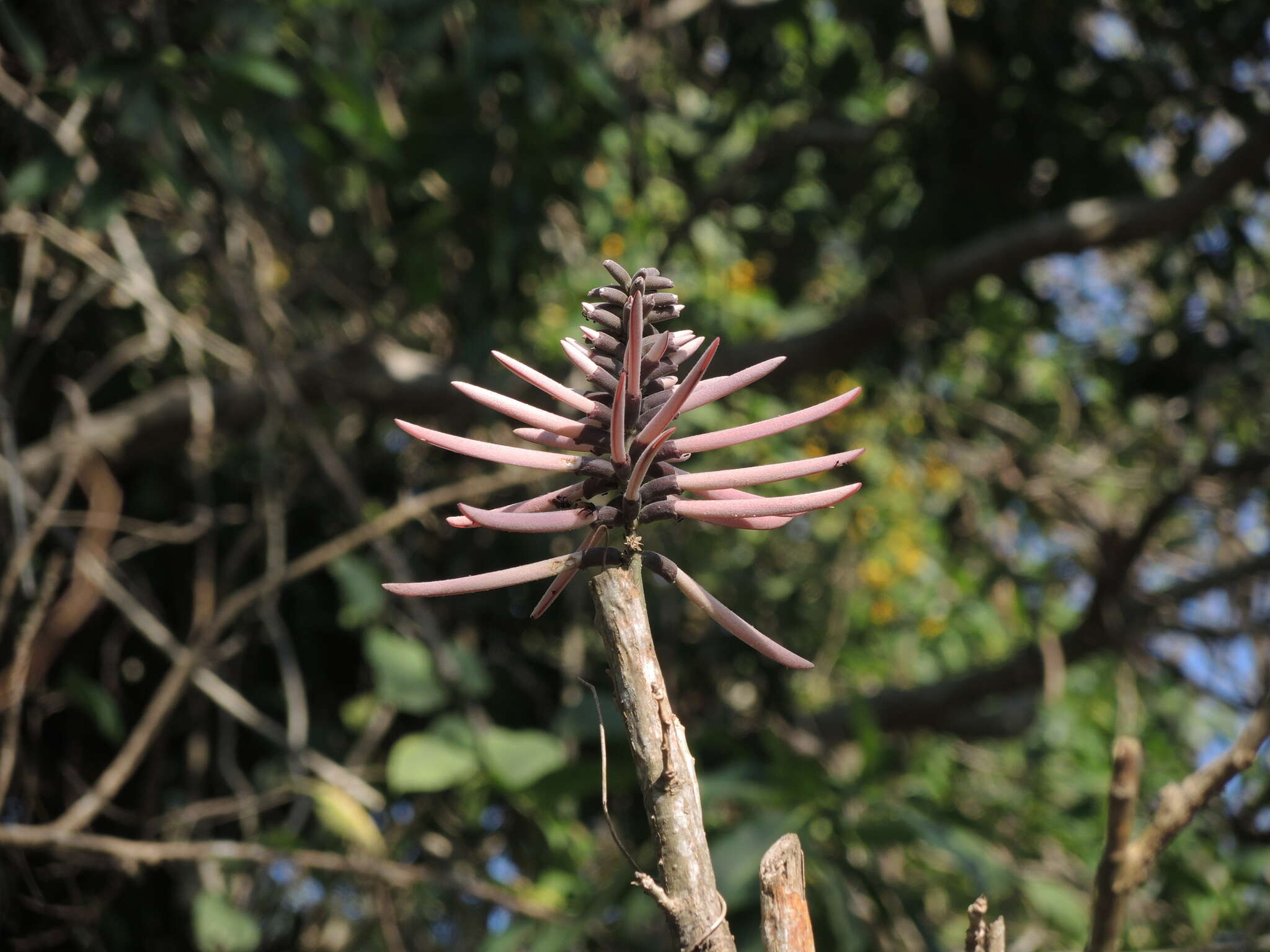 Imagem de Erythrina lanata Rose