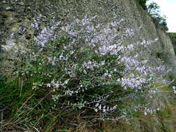 Sivun Veronica hulkeana subsp. hulkeana kuva