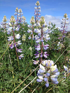 Plancia ëd Lupinus variicolor Steud.