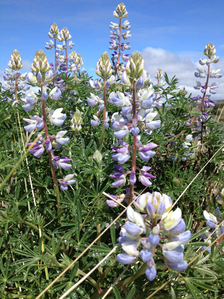 Imagem de Lupinus variicolor Steud.