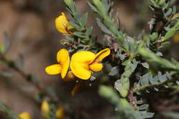 Image of Eutaxia microphylla (R. Br.) J. M. Black