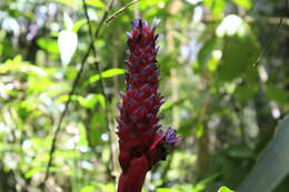 Image of Quesnelia koltesii Amorim & Leme