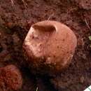 Imagem de Lycoperdon dermoxanthum Vittad. 1843