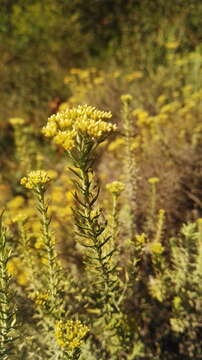 Image of Helichrysum callicomum Harv.