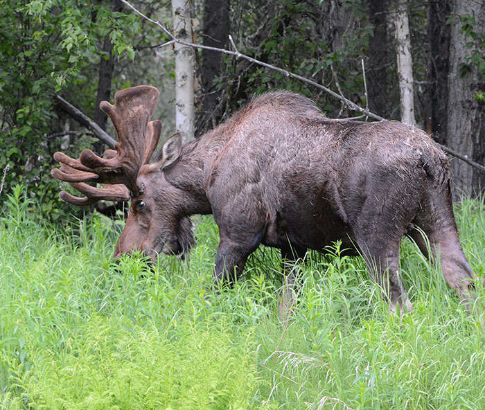 Слика од Alces alces gigas Miller 1899