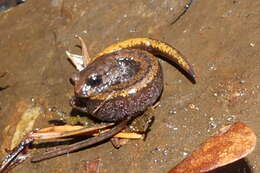 Image of Larch Mountain salamander