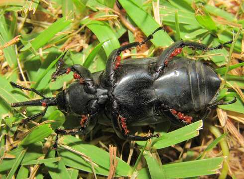 Image of Palm weevil