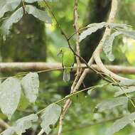 Image of Lesser Green Leafbird