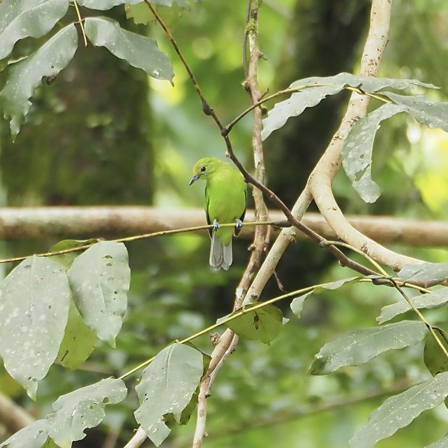 Image of Lesser Green Leafbird