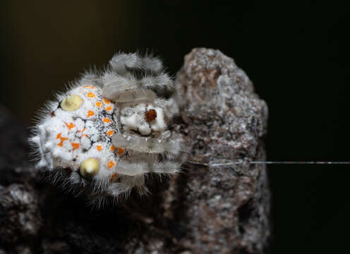 Image of Magnificent Bolas Spider