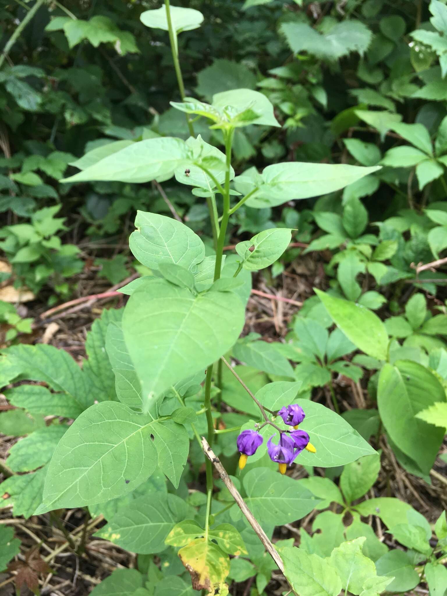 Image of Solanum dulcamara var. dulcamara