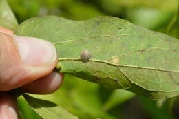 Image of Celticecis pubescens (Patton 1897)