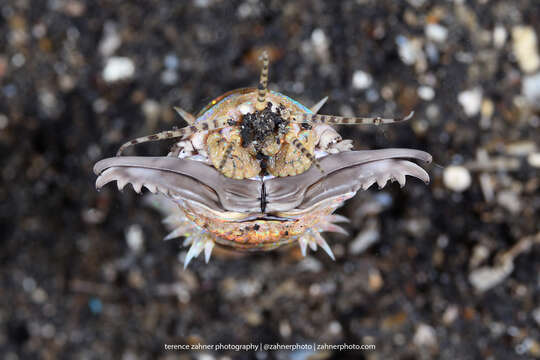 Image of Aphrodite worm