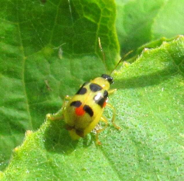 Sivun Cerotoma ruficornis (Olivier 1791) kuva