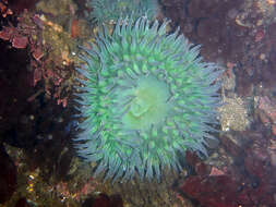 Image of giant green anemone