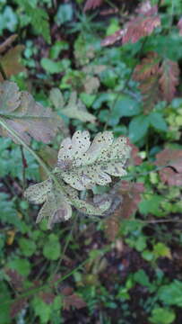 Image of Puccinia chaerophylli Purton 1821