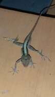 Image of Anolis macrophallus Werner 1917