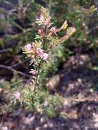 Image of Boronia pilosa subsp. pilosa