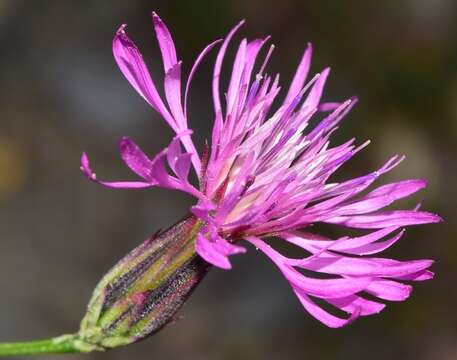 Image de Crupina crupinastrum (Moris) Vis.