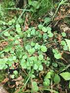 Image de Hydrocotyle americana L.