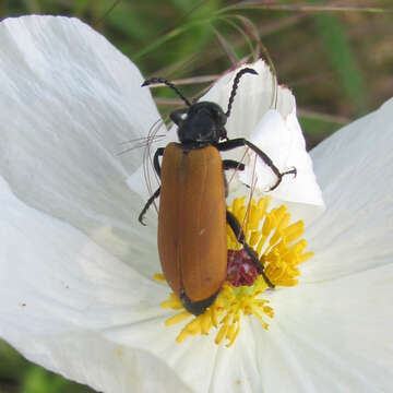 Image of Blister Beetle