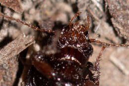 Image of Carabidae