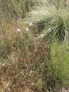 Image of Munz's mariposa lily