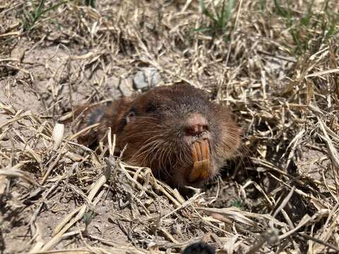 Image of Querétaro pocket gopher