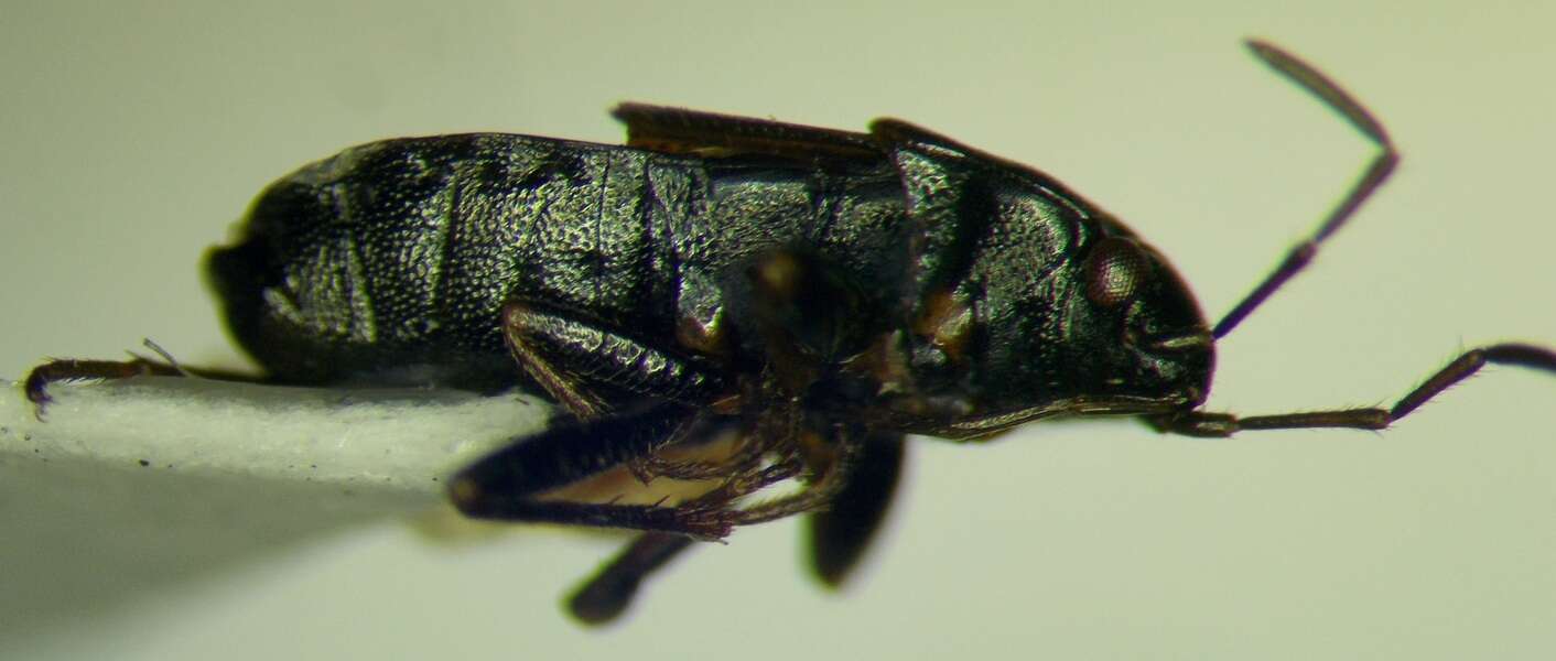 Image de Lamprodema