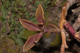 Image of Anredera diffusa (Moq.) Sperling