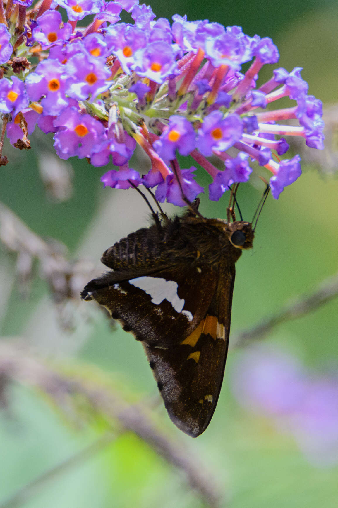 Imagem de Epargyreus clarus clarus