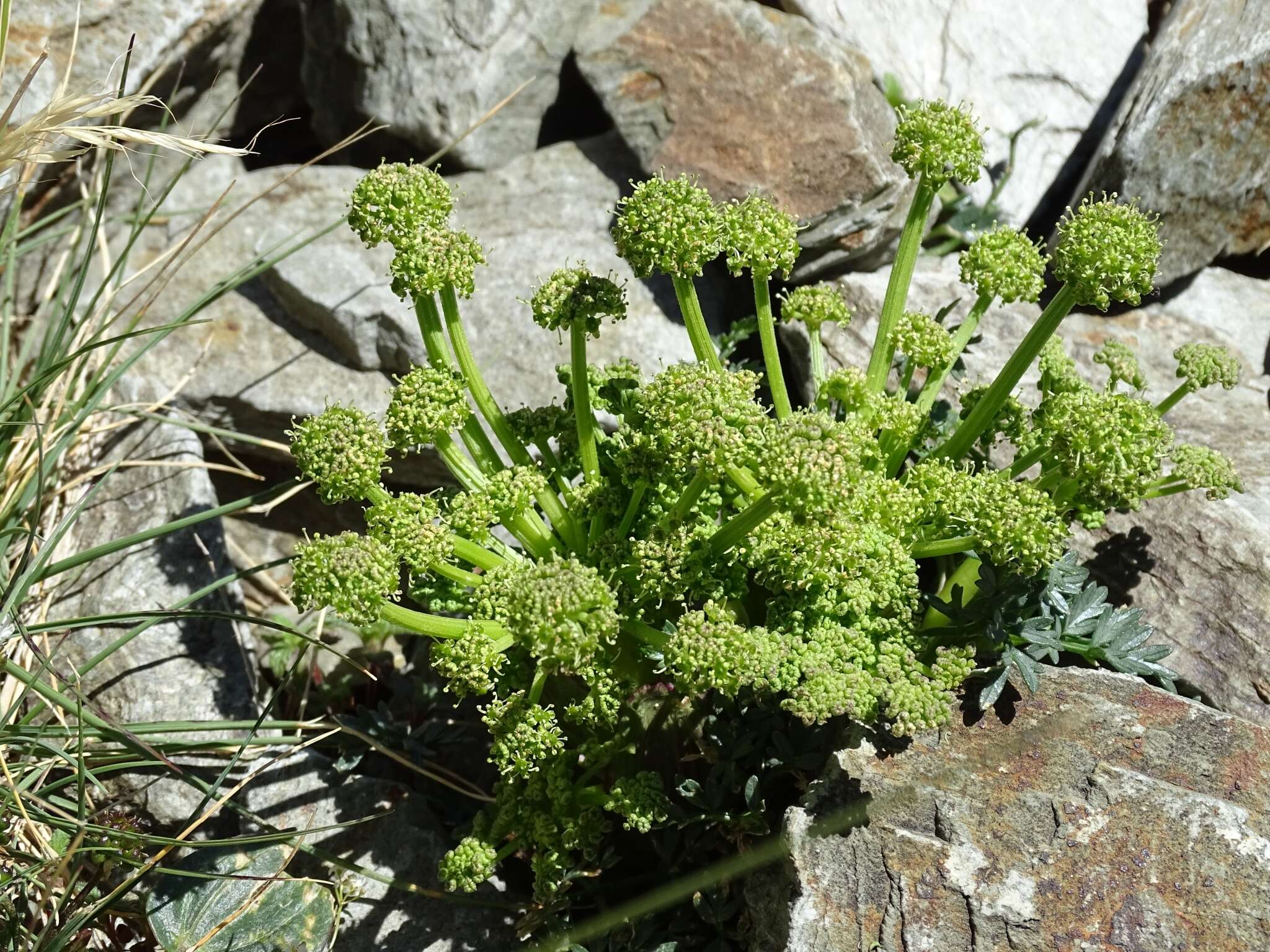 Image of Xatardia scabra (Lapeyr.) Meissn.