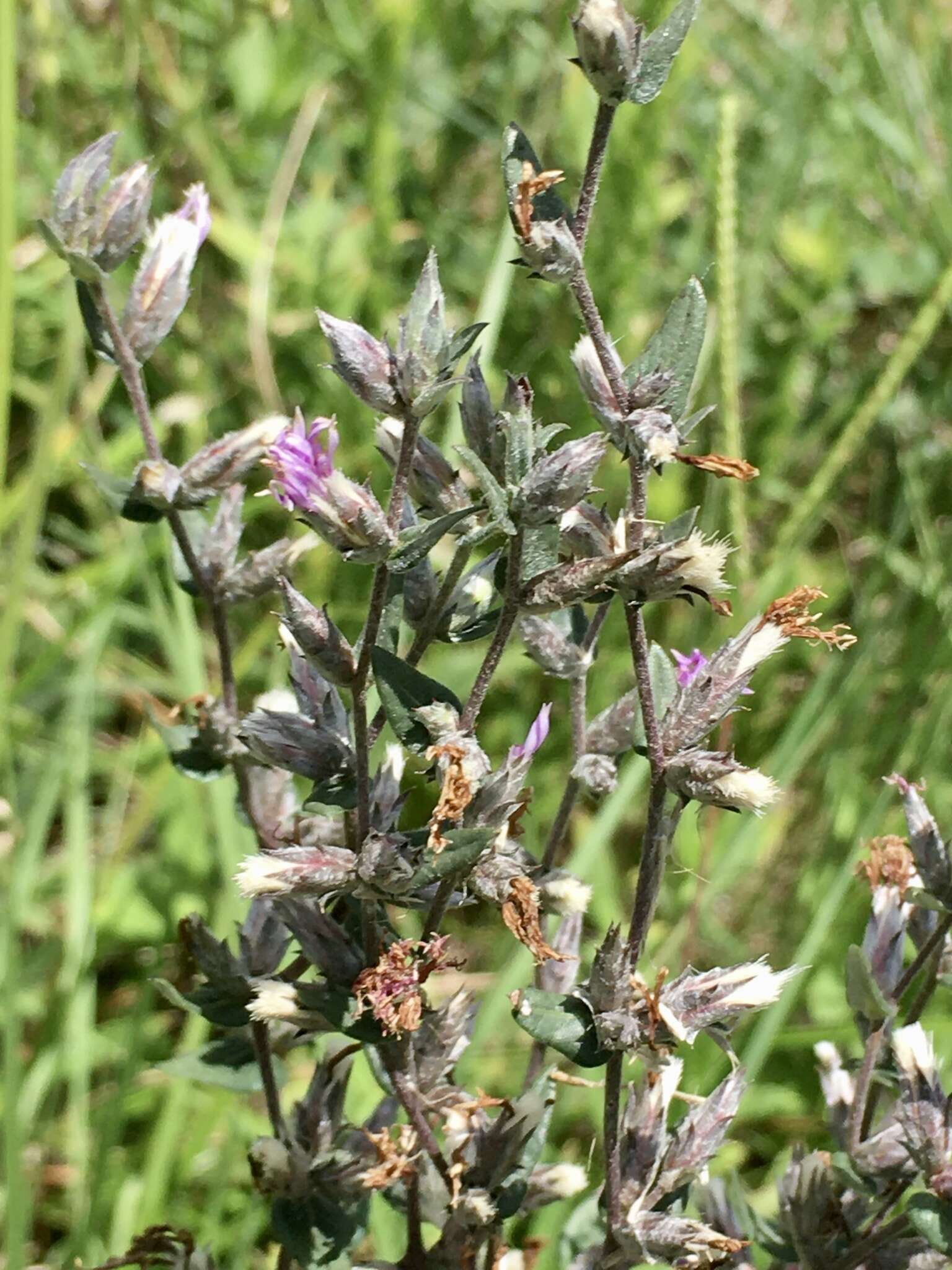 Слика од Stenocephalum megapotamicum (Spreng.) Sch. Bip.