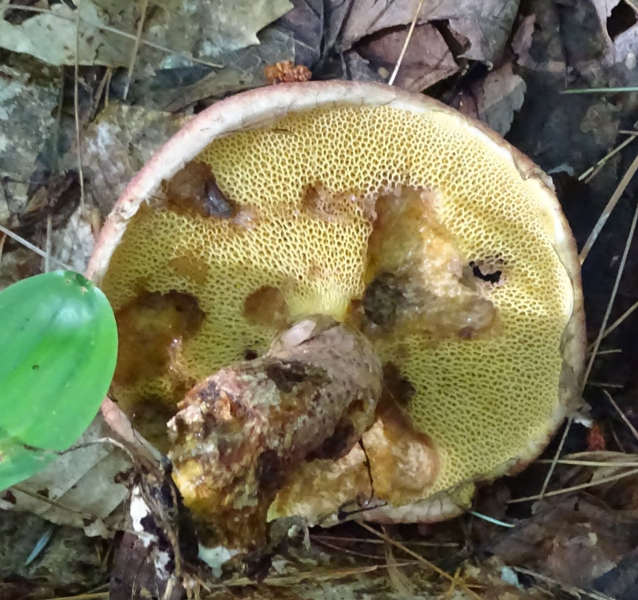 Imagem de Suillus spraguei (Berk. & M. A. Curtis) Kuntze 1898