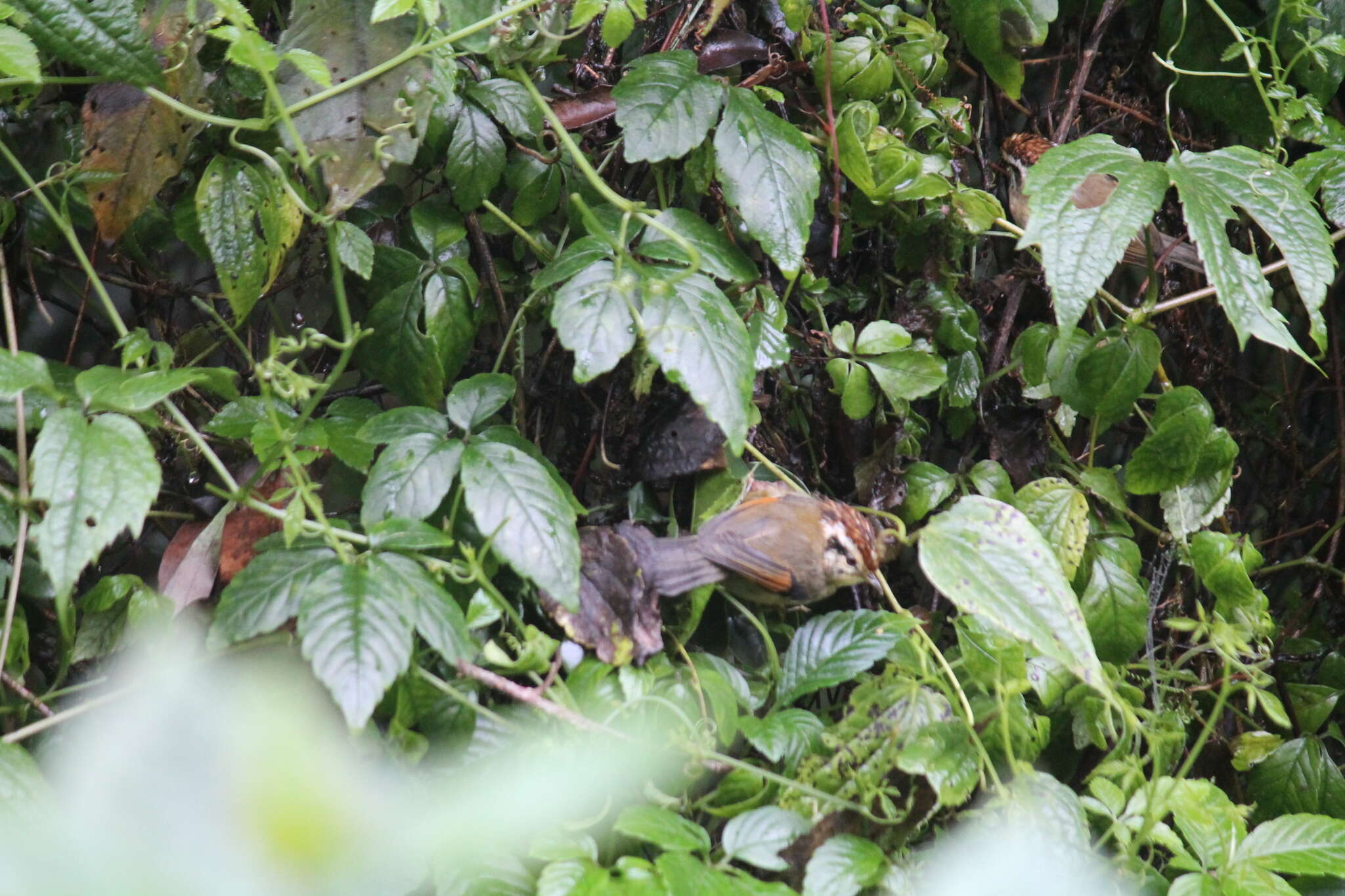 Image of Rufous-winged Fulvetta