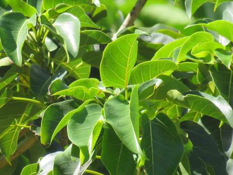 Ficus polita subsp. polita的圖片