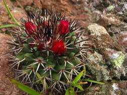 Imagem de Mammillaria polythele subsp. polythele