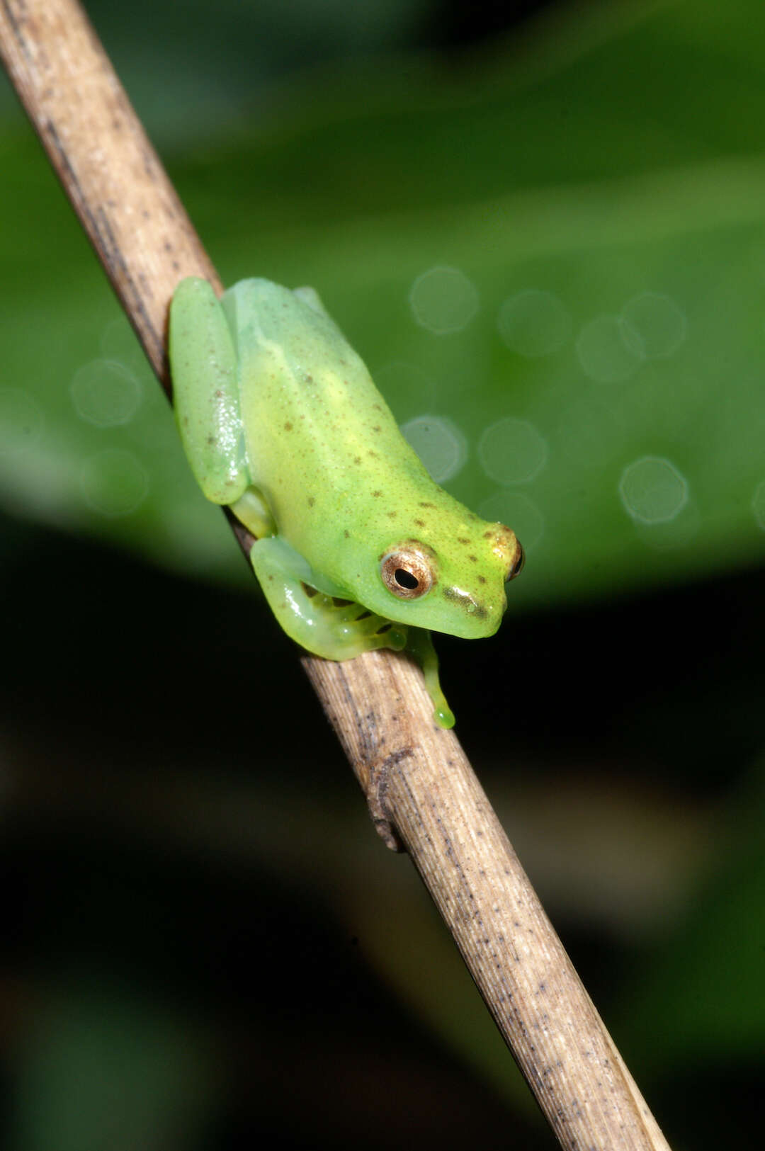 Image of Water Lily Frog