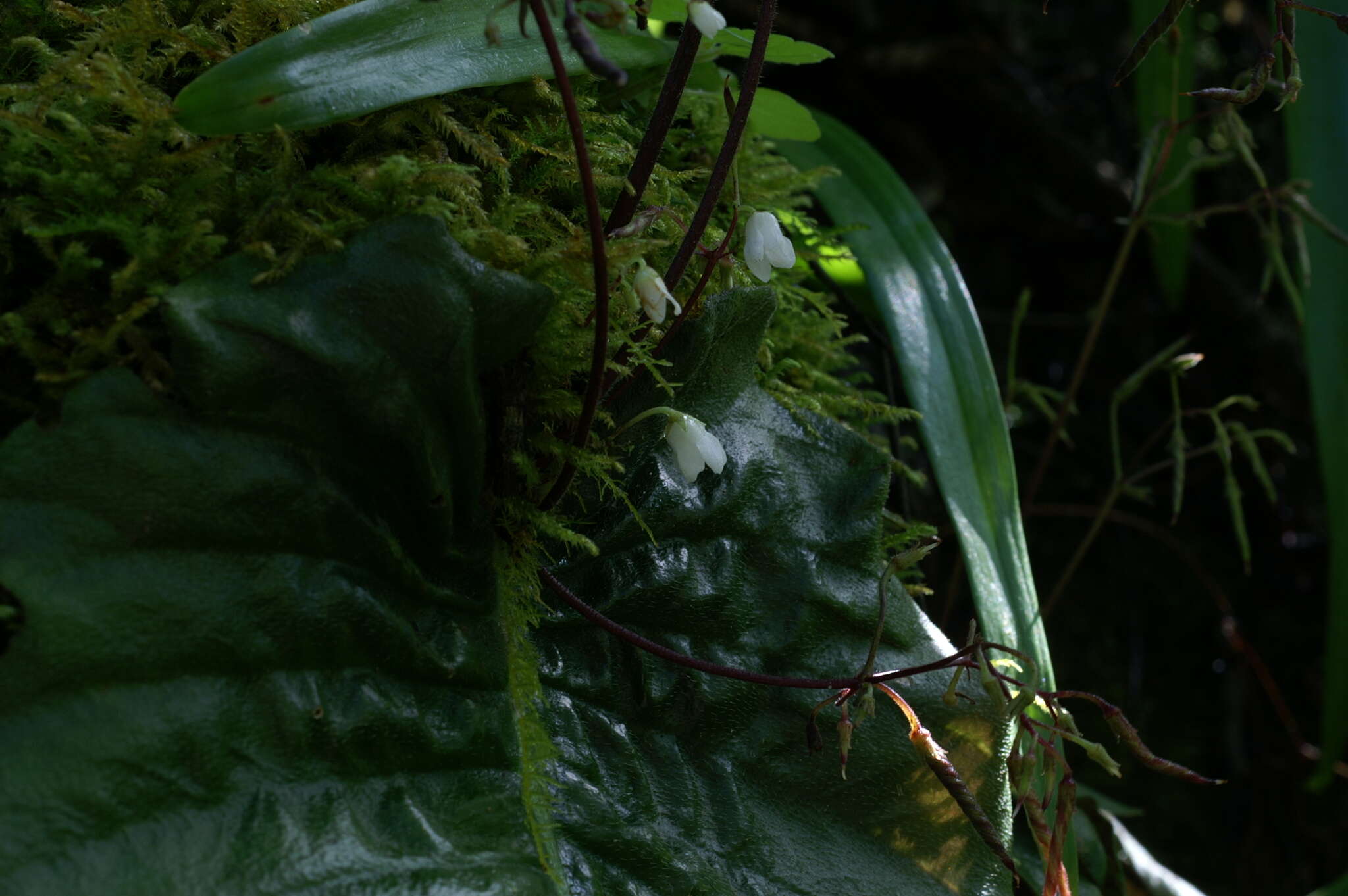 Image of Streptocarpus micranthus C. B. Clarke