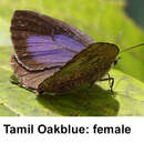 Image of Tamil Oakblue