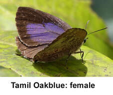 Image of Tamil Oakblue