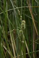 Image of Branched Burr-Reed