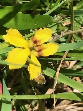 Image of Goodenia humilis R. Br.