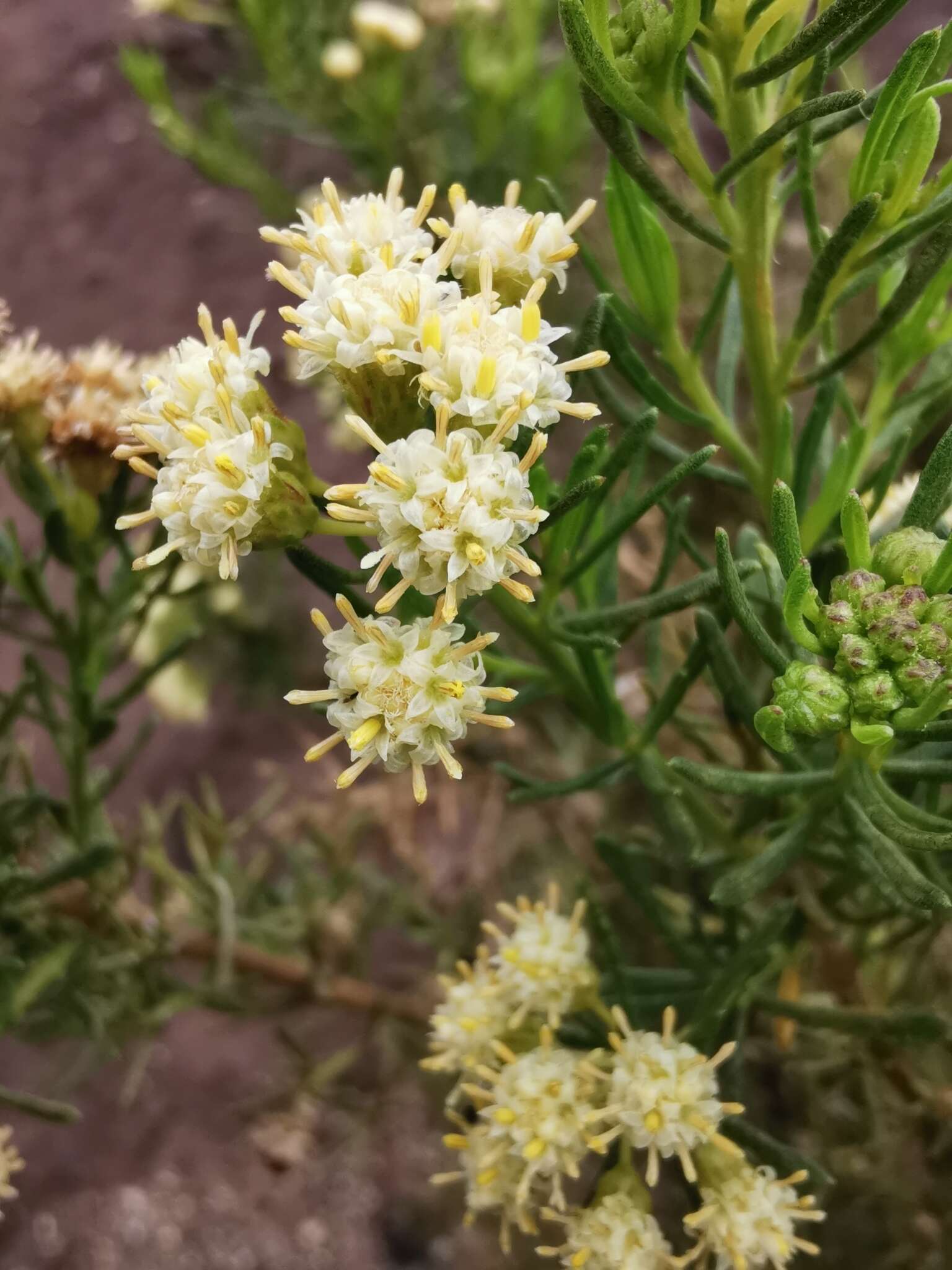 Image of Baccharis linearis (Ruiz & Pavón) Pers.