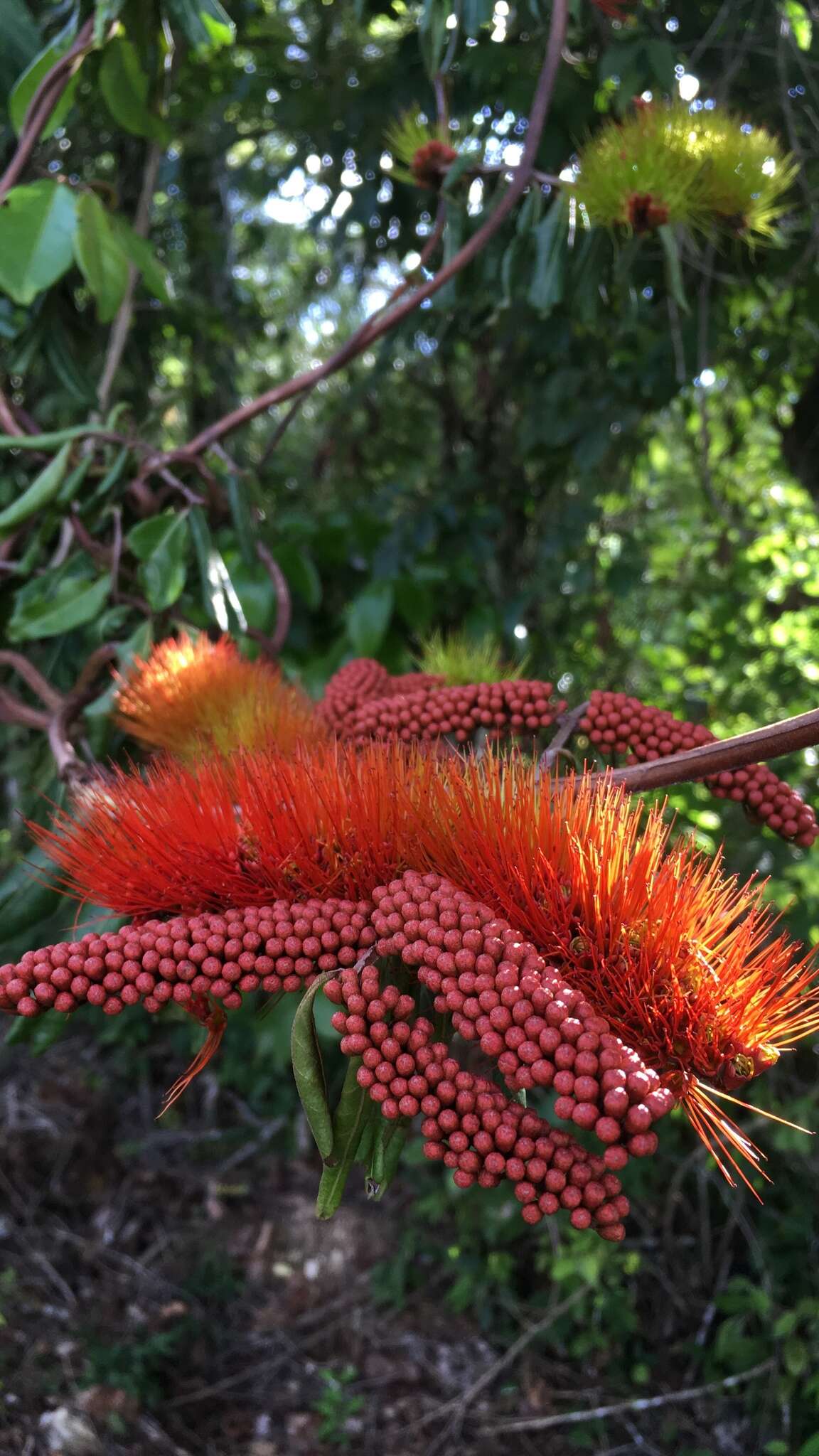 Combretum fruticosum (Loefl.) Stuntz resmi