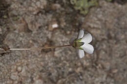 Imagem de Arenaria balearica L.