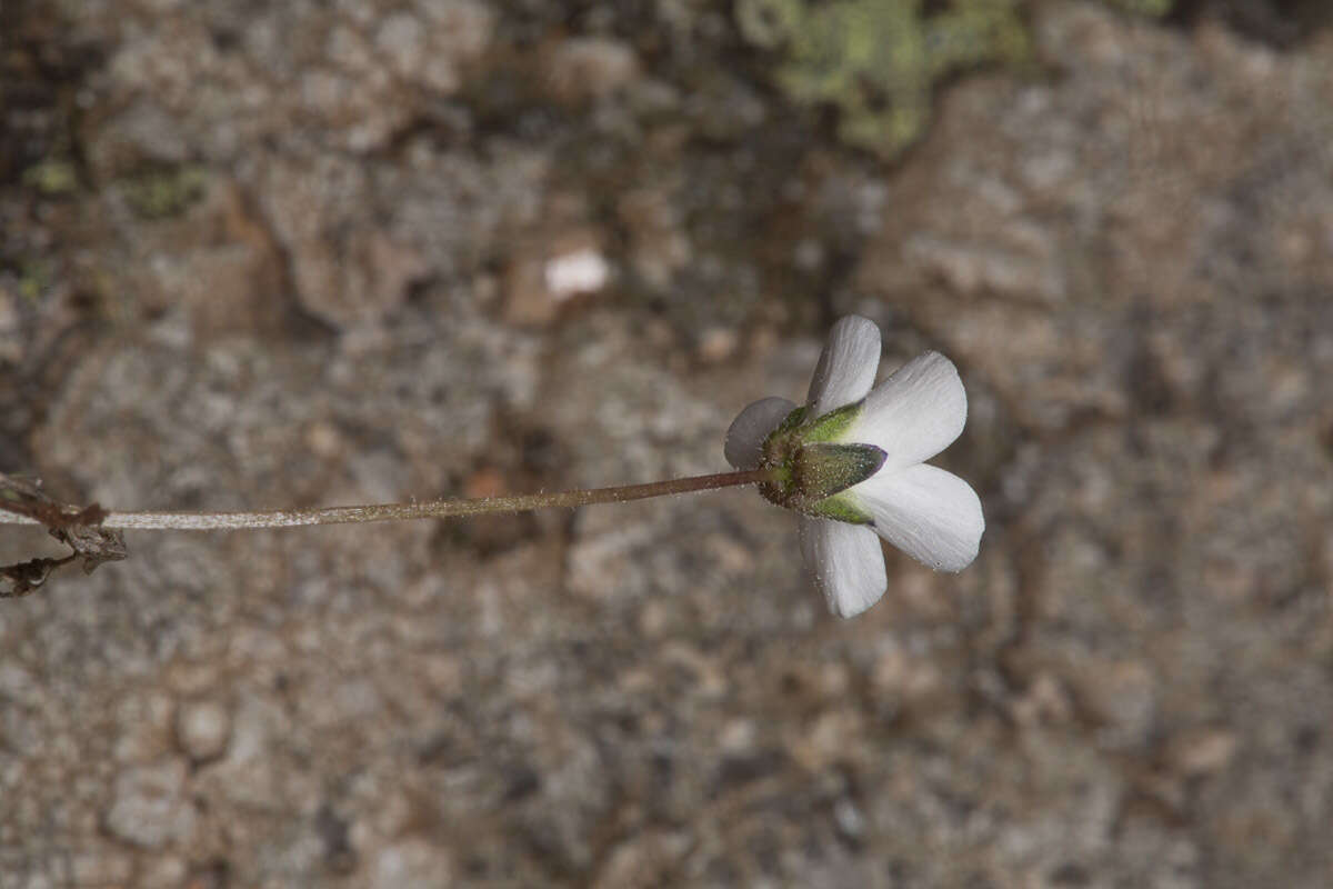 Image de Arenaria balearica L.