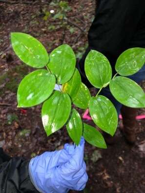 Image of mountain bellwort