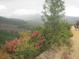 Image of Erica densifolia Willd.